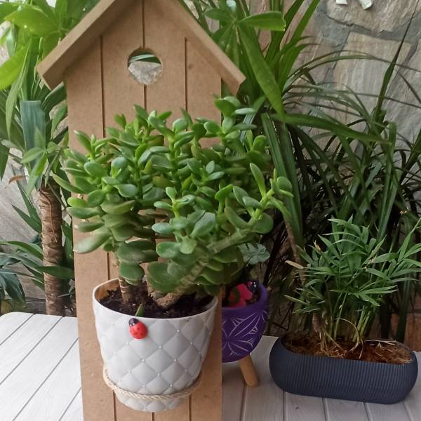 Nadide Art Saksılık